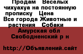 Продам.  Веселых чихуахуа на постоянную прописку › Цена ­ 8 000 - Все города Животные и растения » Собаки   . Амурская обл.,Свободненский р-н